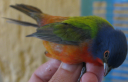 painted-bunting.png